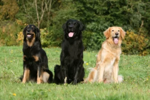 Drei Hovawart Hunde auf dem Rasen