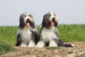 Mehr über den Artikel erfahren Bearded Collie