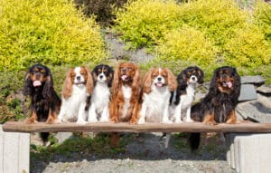 Mehr über den Artikel erfahren Cavalier King Charles Spaniel