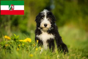 Read more about the article Bearded Collie Züchter und Welpen in Nordrhein-Westfalen