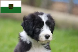 Read more about the article Bearded Collie Züchter und Welpen in Sachsen