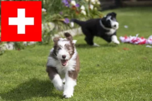 Mehr über den Artikel erfahren Bearded Collie Züchter und Welpen in der Schweiz