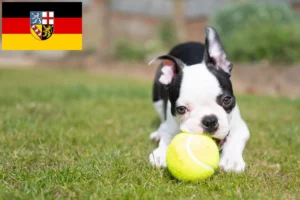 Read more about the article Boston Terrier Züchter und Welpen im Saarland