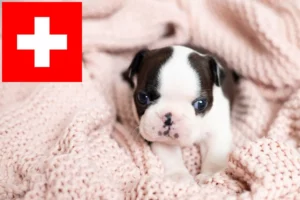 Read more about the article Boston Terrier Züchter und Welpen in der Schweiz
