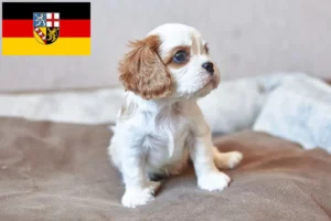 Read more about the article Cavalier King Charles Spaniel Züchter und Welpen im Saarland