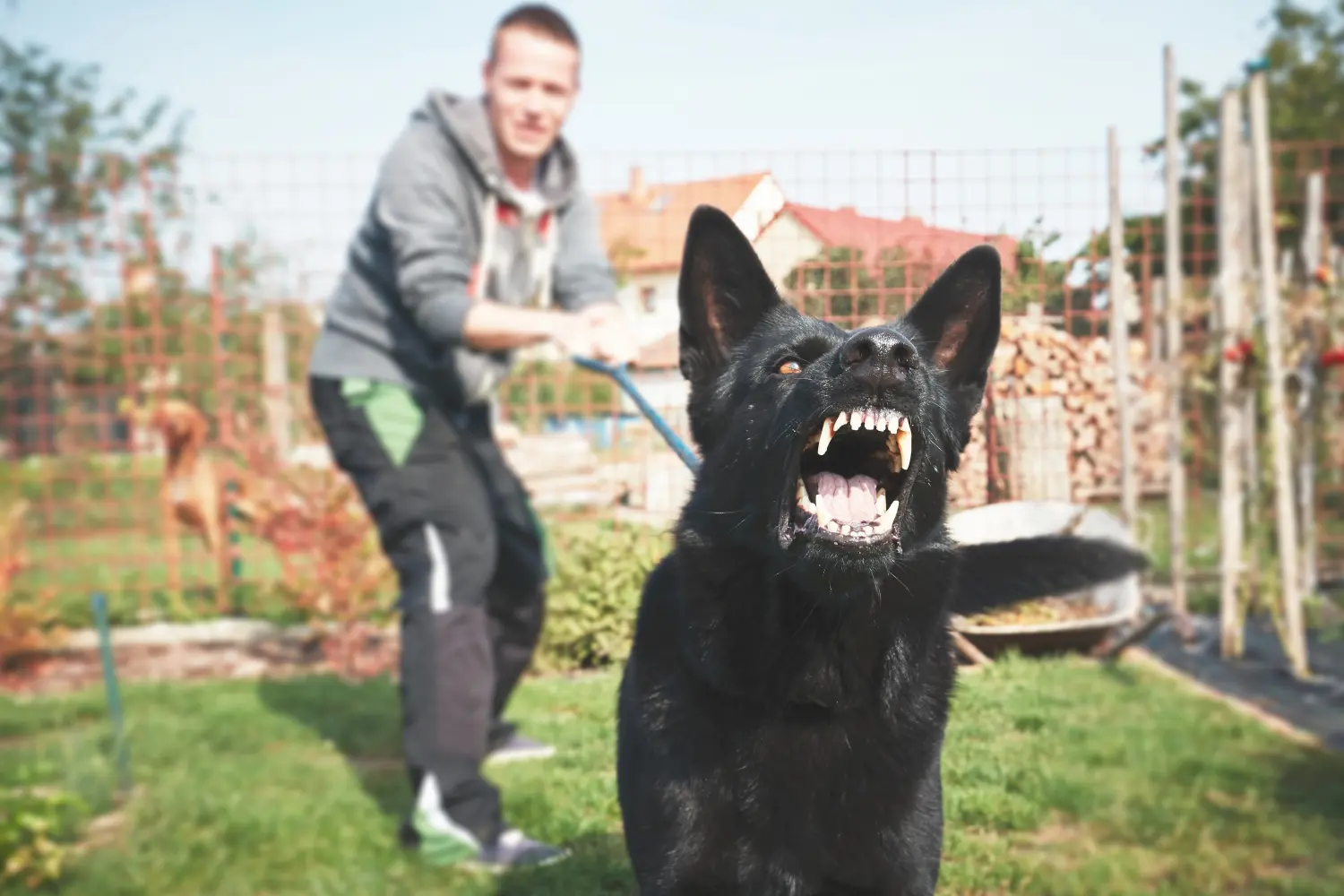 Schwarzer Schäferhund bellt bei seinem Besitzer an der Leine.