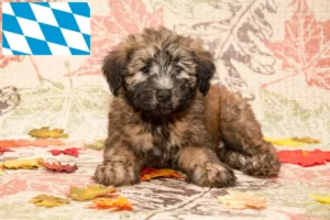 Read more about the article Irish Soft Coated Wheaten Terrier Züchter und Welpen in Bayern