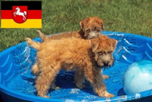 Read more about the article Irish Soft Coated Wheaten Terrier Züchter und Welpen in Niedersachsen