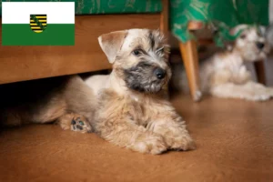 Read more about the article Irish Soft Coated Wheaten Terrier Züchter und Welpen in Sachsen