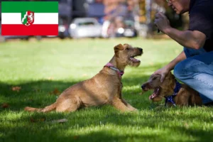 Read more about the article Irish Terrier Züchter und Welpen in Nordrhein-Westfalen