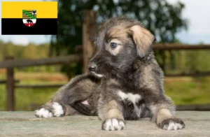 Read more about the article Irish Wolfhound Züchter und Welpen in Sachsen