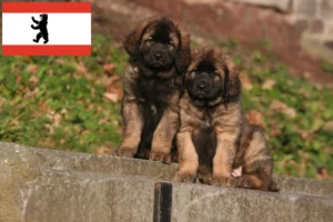 Read more about the article Leonberger Züchter und Welpen in Berlin
