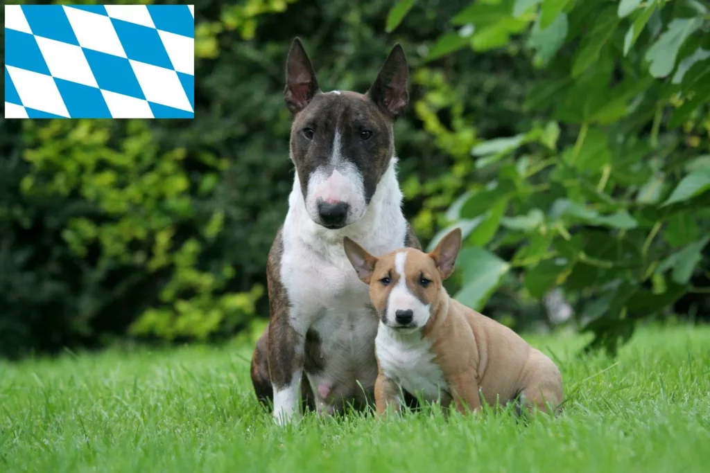 Miniature Bull Terrier Züchter mit Welpen Bayern