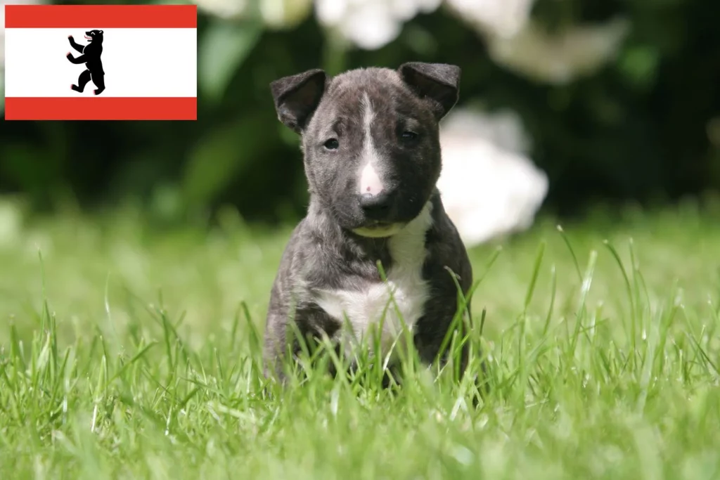 Miniature Bull Terrier Züchter mit Welpen Berlin
