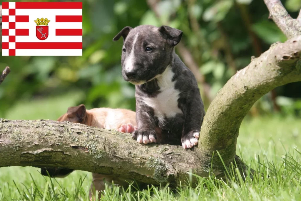 Miniature Bull Terrier Züchter mit Welpen Bremen