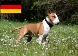 Read more about the article Miniature Bull Terrier Züchter und Welpen in Deutschland