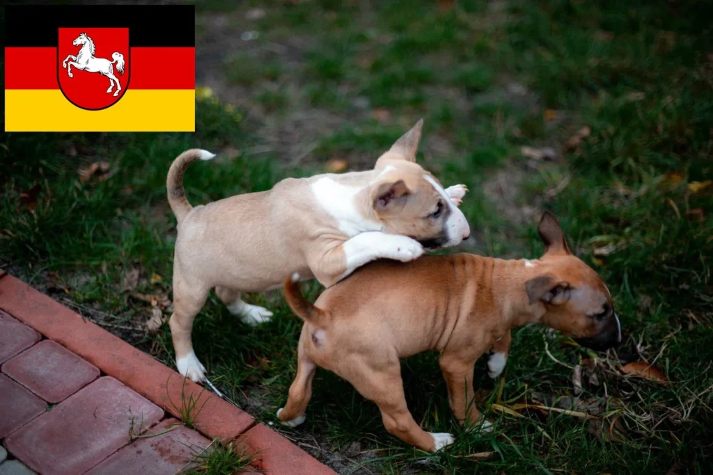 Miniature Bull Terrier Züchter mit Welpen Niedersachsen