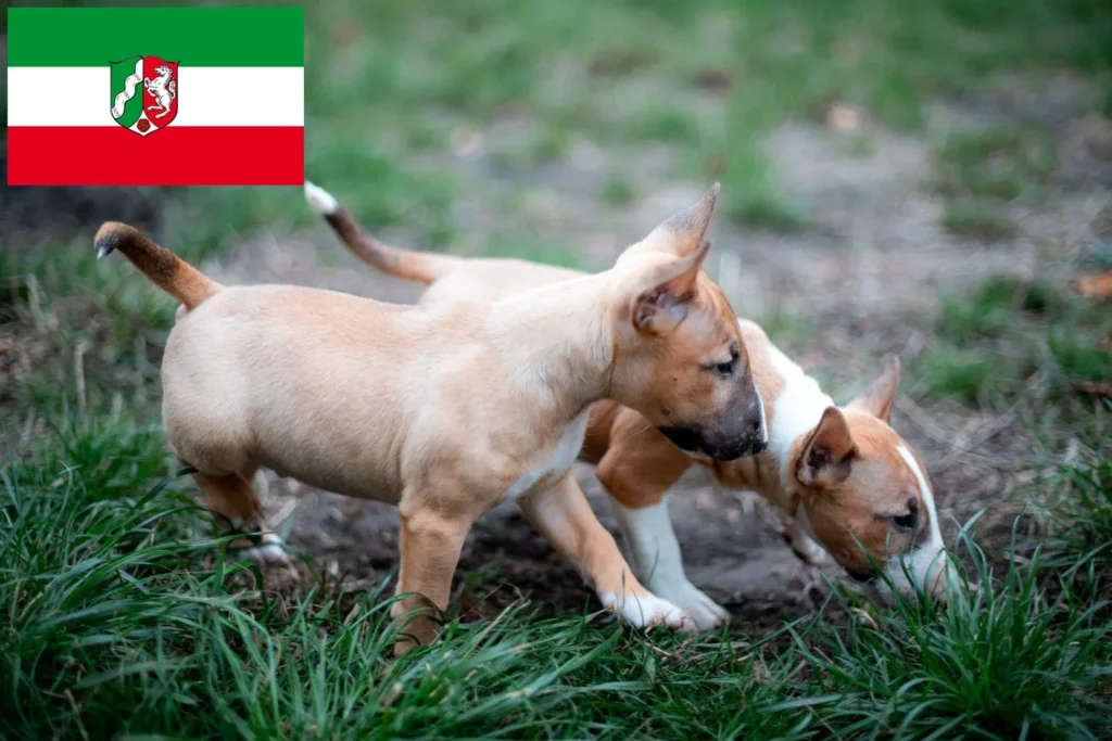 Miniature Bull Terrier Züchter mit Welpen Nordrhein-Westfalen