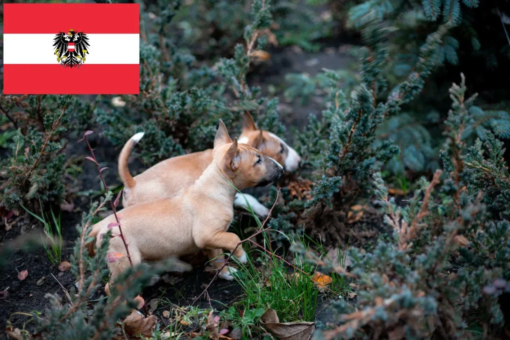 Miniature Bull Terrier Züchter mit Welpen Österreich