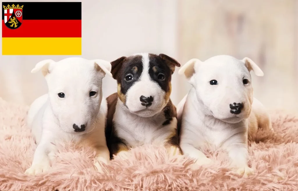 Miniature Bull Terrier Züchter mit Welpen Rheinland-Pfalz