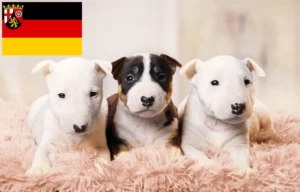 Read more about the article Miniature Bull Terrier Züchter und Welpen in Rheinland-Pfalz