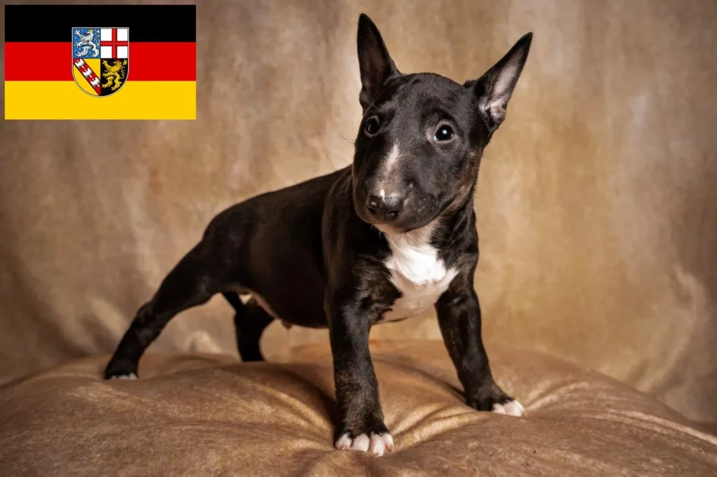 Miniature Bull Terrier Züchter mit Welpen Saarland