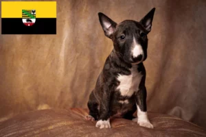 Read more about the article Miniature Bull Terrier Züchter und Welpen in Sachsen-Anhalt