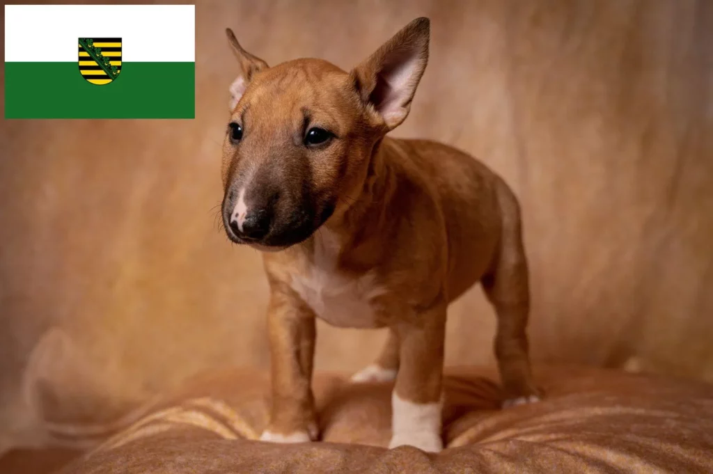 Miniature Bull Terrier Züchter mit Welpen Sachsen