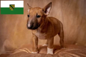 Read more about the article Miniature Bull Terrier Züchter und Welpen in Sachsen