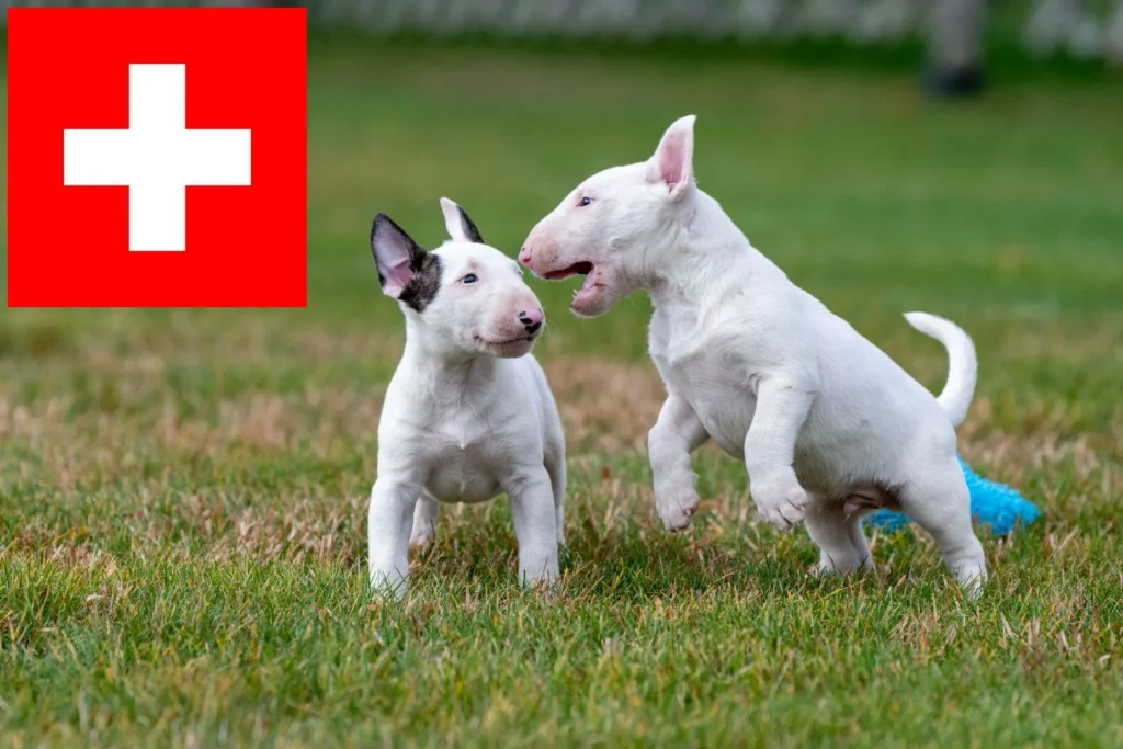Miniature Bull Terrier Züchter mit Welpen Schweiz