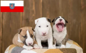 Read more about the article Miniature Bull Terrier Züchter und Welpen in Thüringen