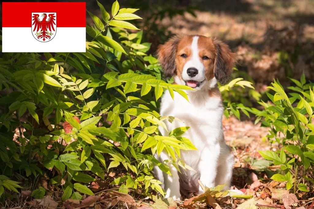 Nederlandse Kooikerhondje Züchter mit Welpen Brandenburg