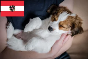Read more about the article Nederlandse Kooikerhondje Züchter und Welpen in Österreich