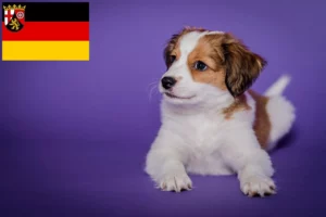 Read more about the article Nederlandse Kooikerhondje Züchter und Welpen in Rheinland-Pfalz