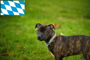Read more about the article Staffordshire Bull Terrier Züchter und Welpen in Bayern