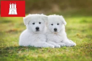 Read more about the article Weißer Schweizer Schäferhund Züchter und Welpen in Hamburg