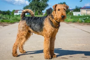 Read more about the article Airedale Terrier