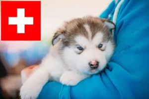 Mehr über den Artikel erfahren Alaskan Malamute Züchter und Welpen in der Schweiz