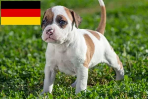 Read more about the article American Staffordshire Terrier Züchter und Welpen in Deutschland