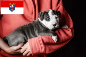 Read more about the article American Staffordshire Terrier Züchter und Welpen in Hessen