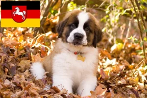 Read more about the article Bernhardiner Züchter und Welpen in Niedersachsen
