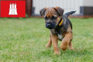 Read more about the article Border Terrier Züchter und Welpen in Hamburg
