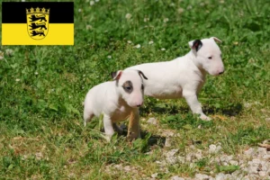 Read more about the article Bull Terrier Züchter und Welpen in Baden-Württemberg