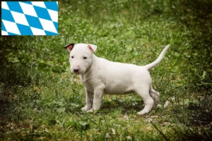 Read more about the article Bull Terrier Züchter und Welpen in Bayern