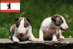 Read more about the article Bull Terrier Züchter und Welpen in Berlin