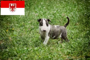 Read more about the article Bull Terrier Züchter und Welpen in Brandenburg