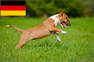 Read more about the article Bull Terrier Züchter und Welpen in Deutschland