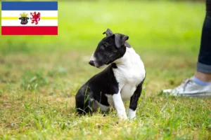 Read more about the article Bull Terrier Züchter und Welpen in Mecklenburg-Vorpommern