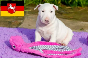 Read more about the article Bull Terrier Züchter und Welpen in Niedersachsen
