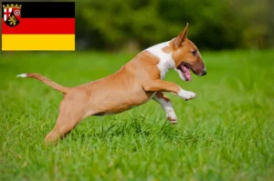Read more about the article Bull Terrier Züchter und Welpen in Rheinland-Pfalz